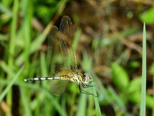 Réf. 208 523 : Trithemis pallidinervis